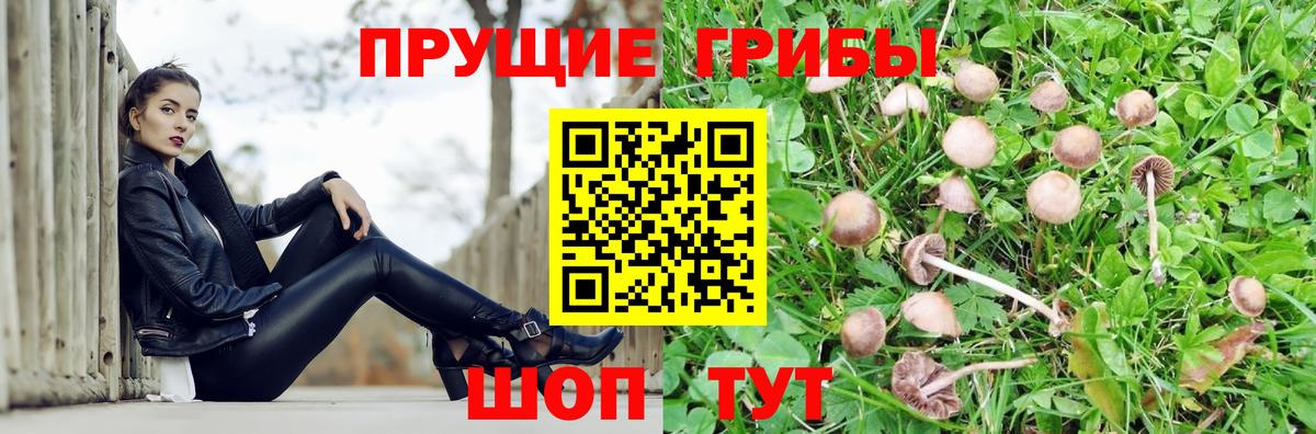 Урюпинск  Галлюциногенные грибы GOLDEN TEACHER  Вход с VPN 
